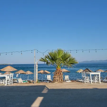 Ekin Assos *